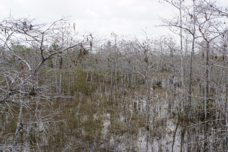 On The Road - frosty - Everglades National Park 3