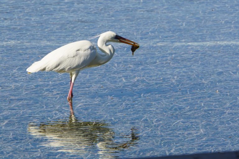 On The Road - frosty - Everglades Birds