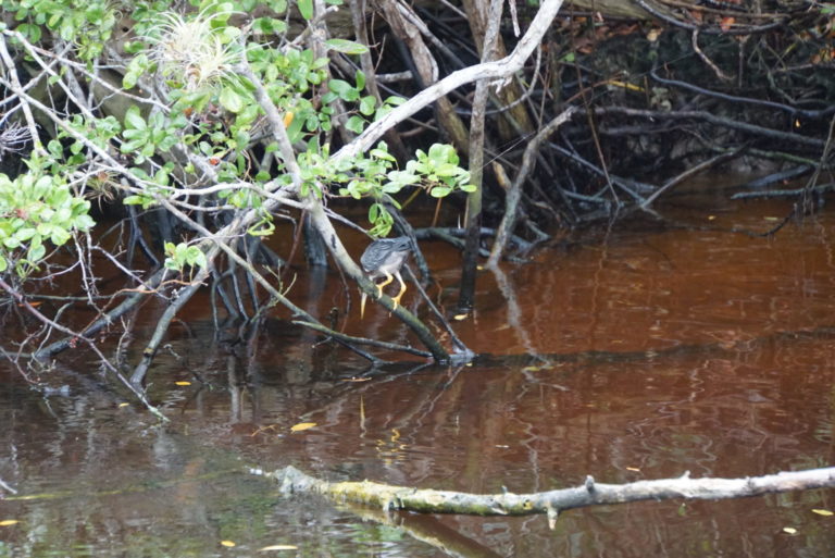 On The Road - frosty - Everglades Birds 2