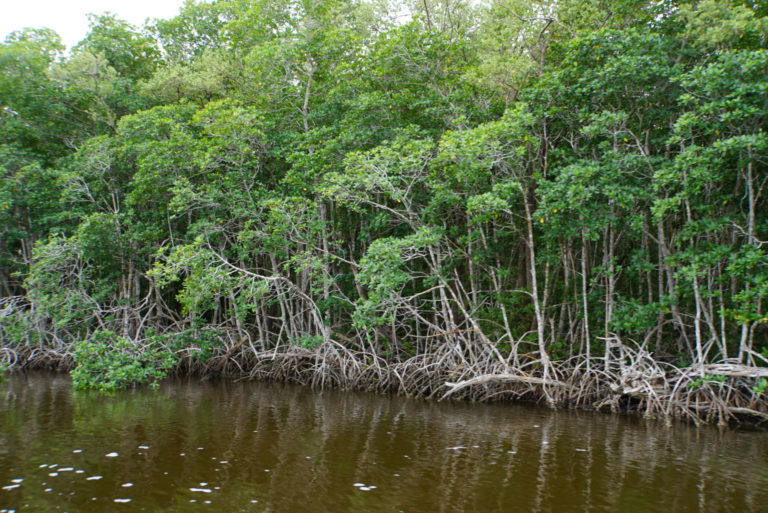 On The Road - frosty - Everglades National Park 1