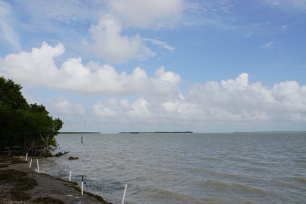 On The Road - frosty - Everglades National Park, Day Two 1
