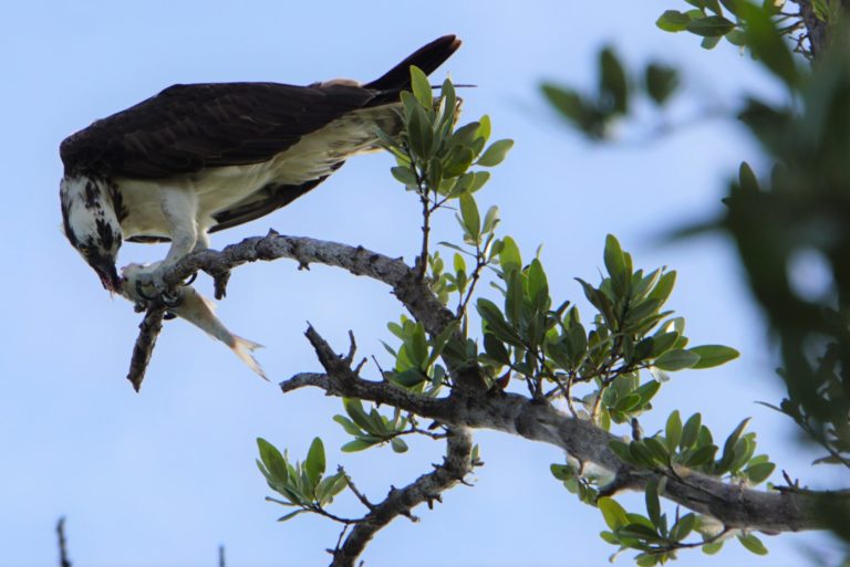 On The Road - frosty - Everglades Birds 3