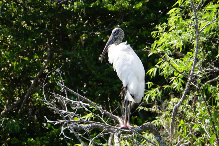 On The Road - frosty - Everglades Birds 1