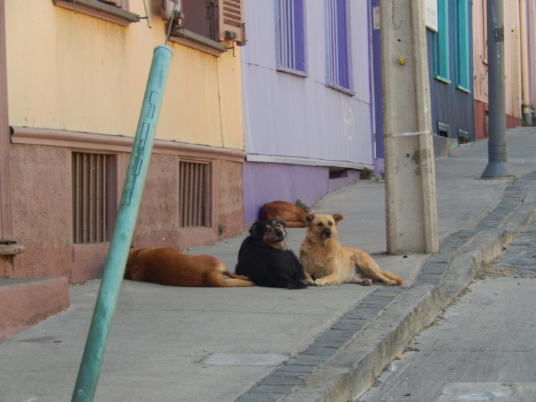 On The Road - Elma - South American Fauna 2