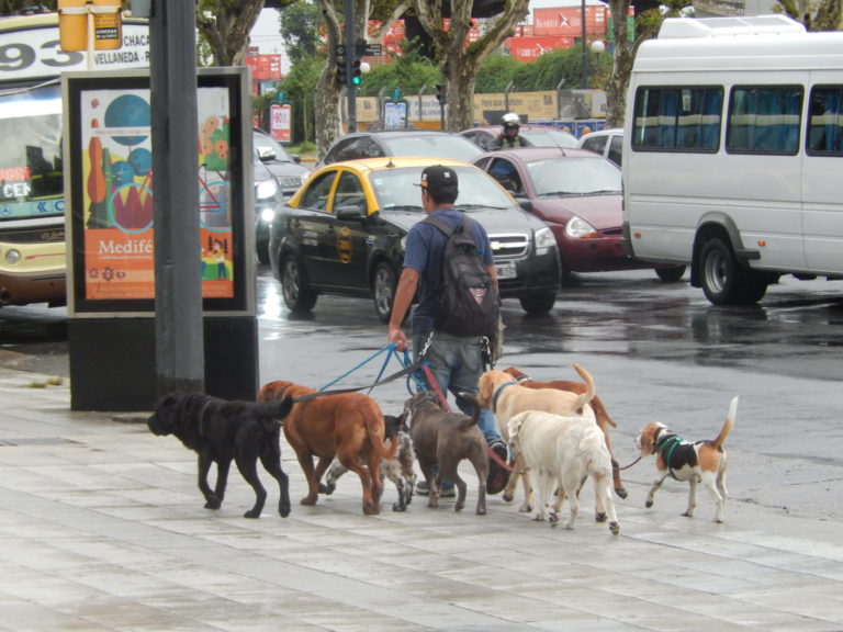 On The Road - Elma - South American Fauna 1