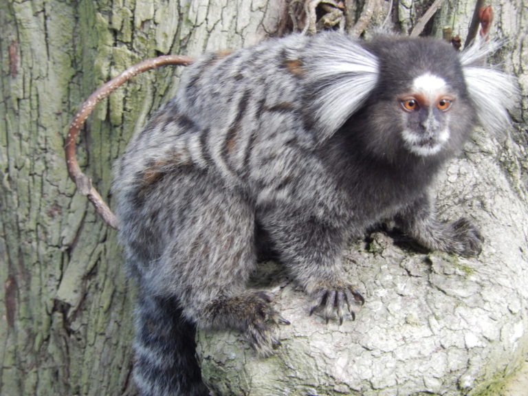 On The Road - Elma - South American Fauna