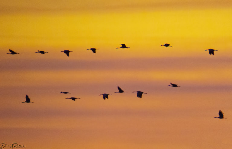 On The Road - Albatrossity - Sandhill Cranes on the Platte River 7