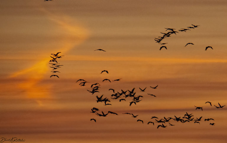 On The Road - Albatrossity - Sandhill Cranes on the Platte River 9