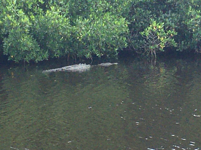 On The Road - frosty - Everglades National Park