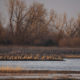On The Road - Albatrossity - Sandhill Cranes on the Platte River 3