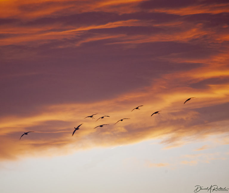On The Road - Albatrossity - Sandhill Cranes on the Platte River 5