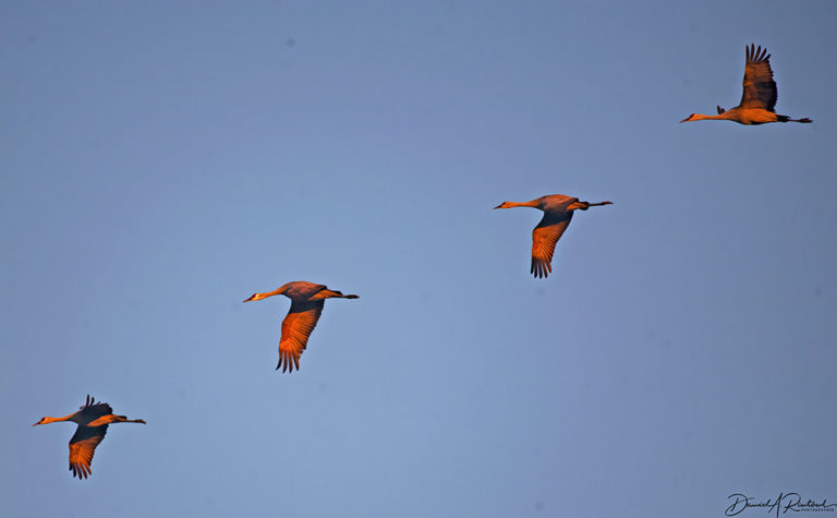 On The Road - Albatrossity - Sandhill Cranes on the Platte River 1