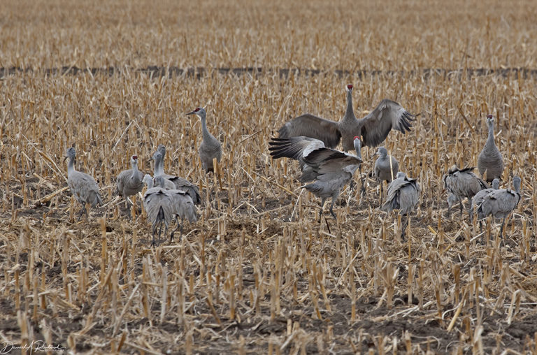 On The Road - Albatrossity - Sandhill Cranes on the Platte River 8