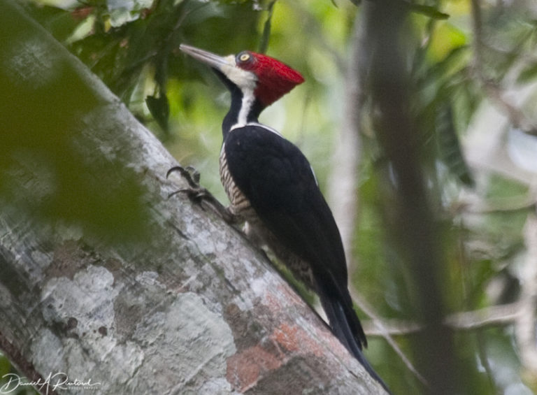 On The Road - Albatrossity - Brazil 2011, part 1 9