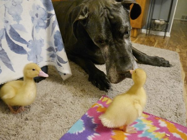 Open Thread: Bixby's Ducklings