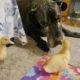 Open Thread: Bixby's Ducklings