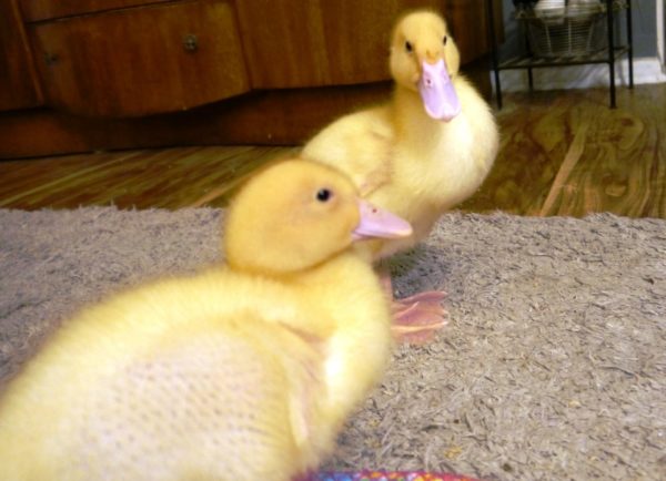 Respite Open Thread: Ducklings Week 2 Update 1