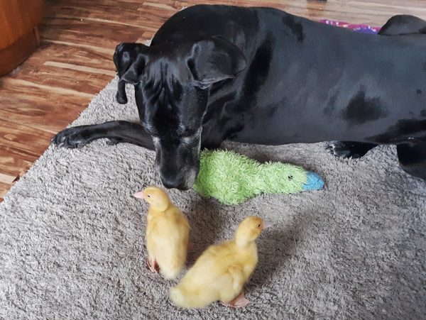 Respite Open Thread: Ducklings Week 2 Update