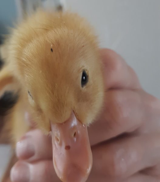 Respite Thread: Ducklings Update 1