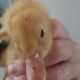 Respite Thread: Ducklings Update 1