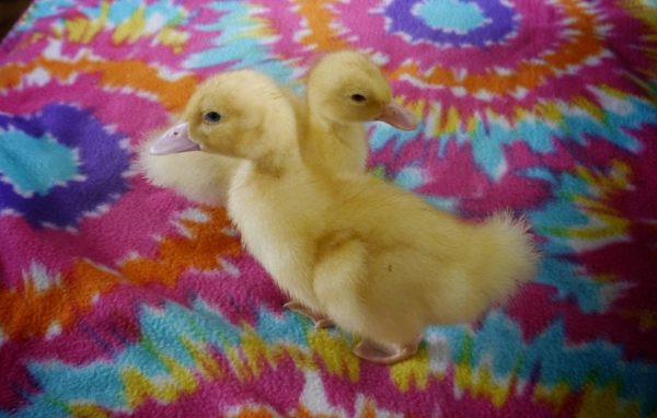 Respite Thread: Ducklings Update