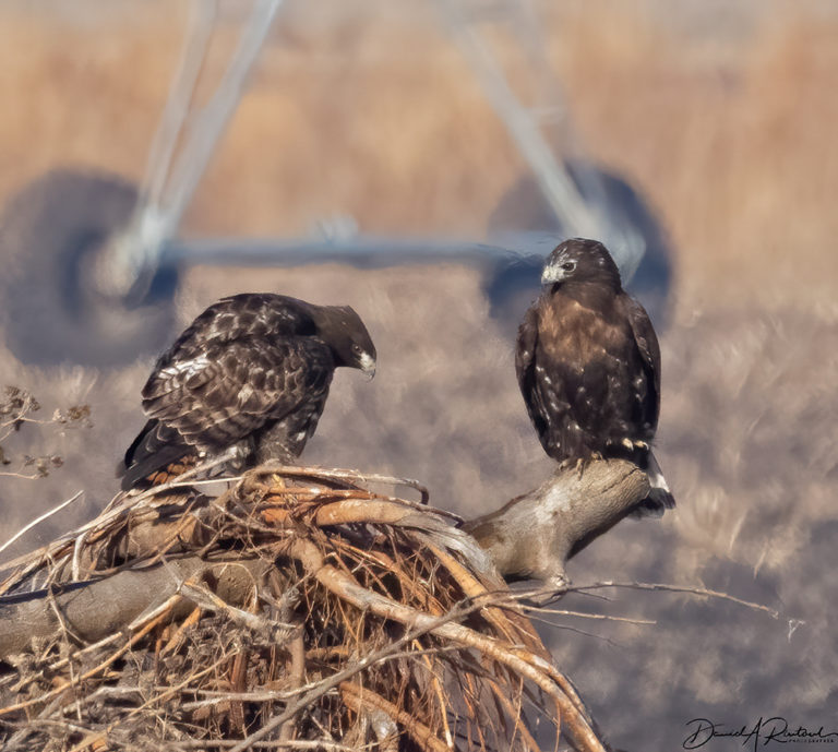 Albatrossity's Harley Heads Home 2