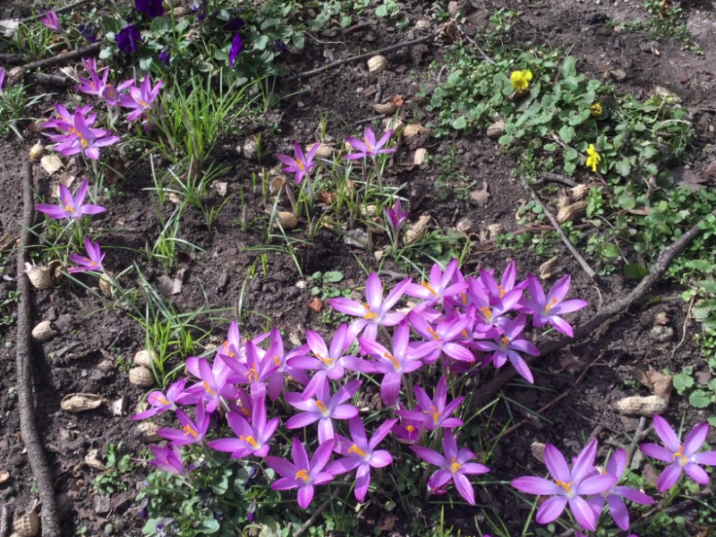 Saturday Morning (Bonus) Garden Chat: Happy Spring!