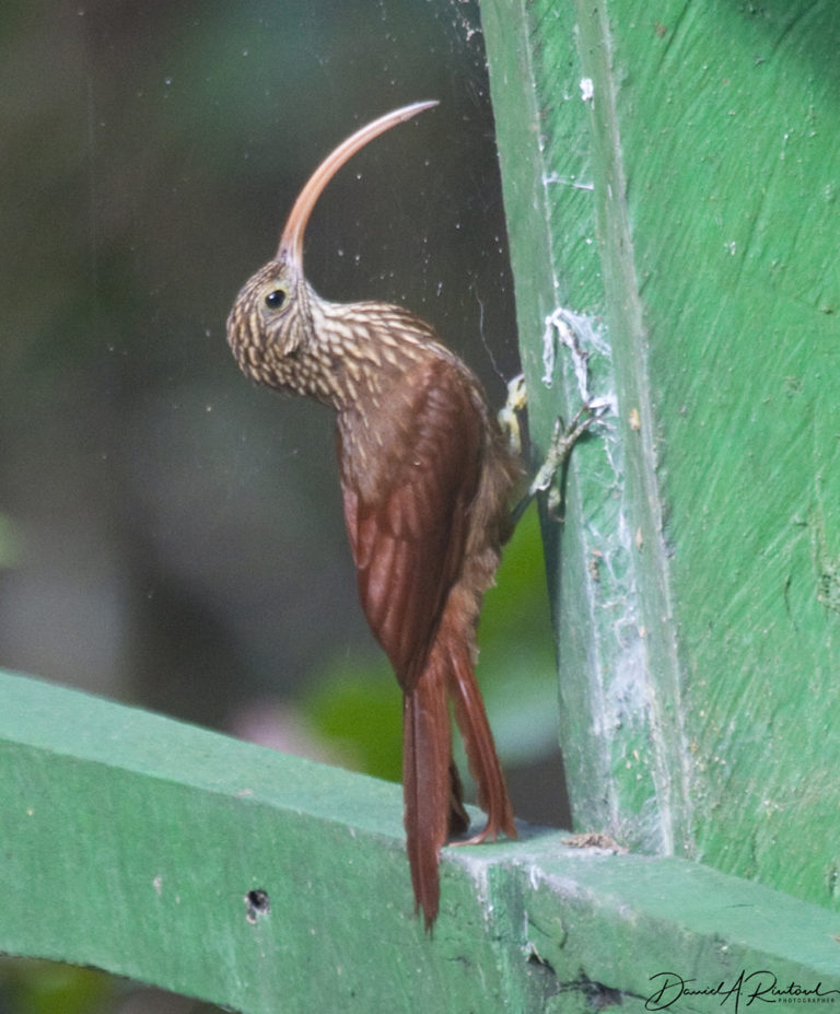 On The Road - Albatrossity - Brazil 2011, part 1 7