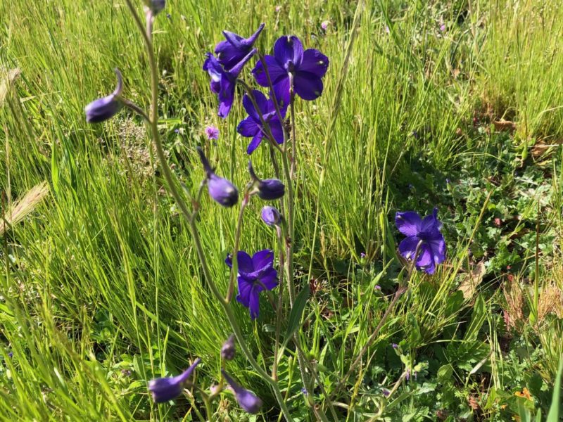 Sunday Morning Garden Chat: California Wildflowers 1