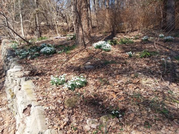 Sunday Morning Garden Chat:  Spring Comes to 1