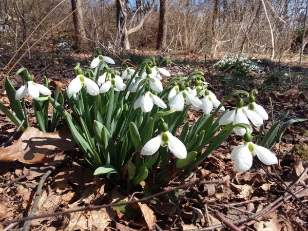 Sunday Morning Garden Chat:  Spring Comes to 2