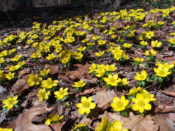 Sunday Morning Garden Chat:  Spring Comes to