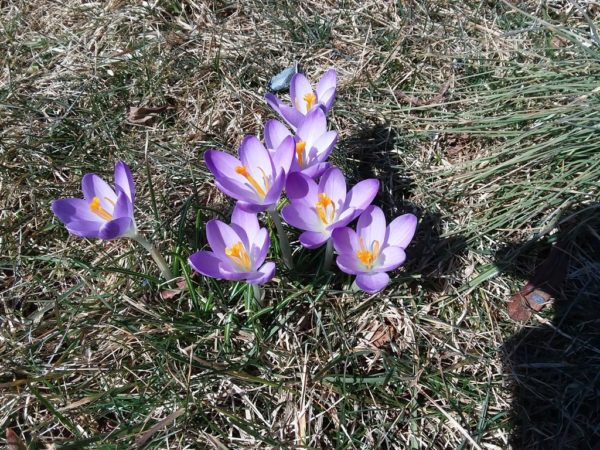 Sunday Morning Garden Chat:  Spring Comes to Pennsylvania 3