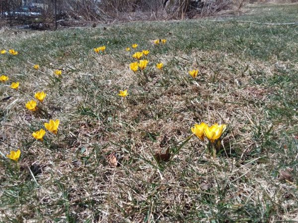 Sunday Morning Garden Chat:  Spring Comes to Pennsylvania 4