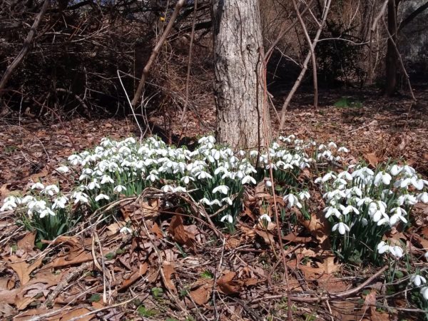 Sunday Morning Garden Chat:  Spring Comes to Pennsylvania