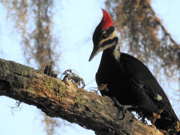 pileated woodpecker on a tree branch
