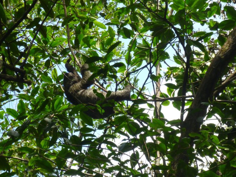 On The Road - way2blue - Nivida Bat Cave, Isla Bastimentos, Panama 6