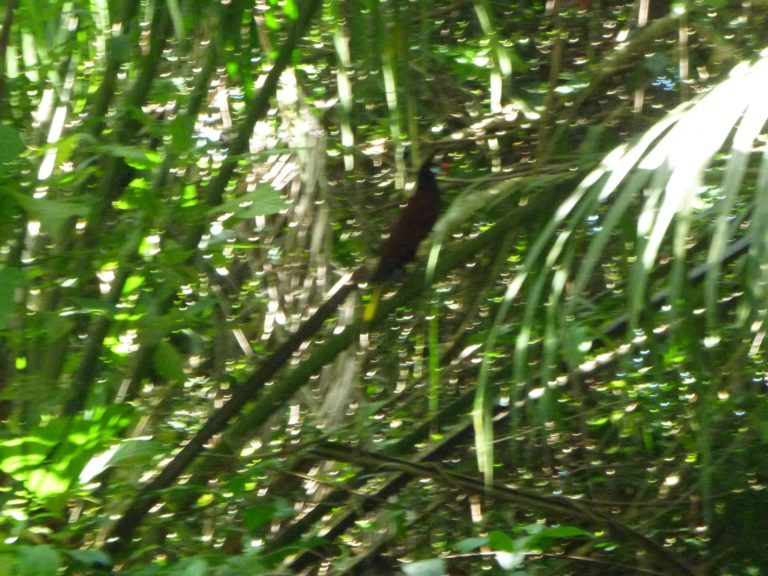 On The Road - way2blue - Nivida Bat Cave, Isla Bastimentos, Panama 5