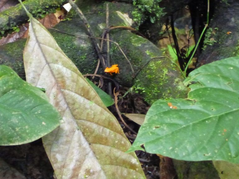 On The Road - way2blue - Nivida Bat Cave, Isla Bastimentos, Panama 1