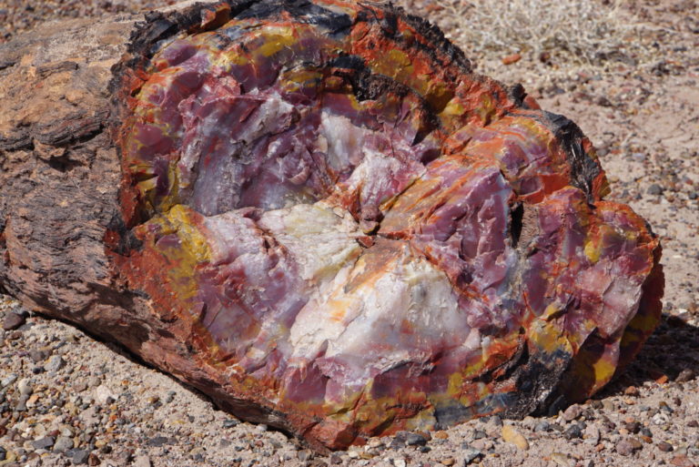 On The Road - frosty - Petrified Forest National Park 2