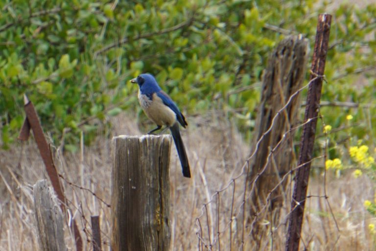 On The Road - frosty - Channel Islands National Park 3