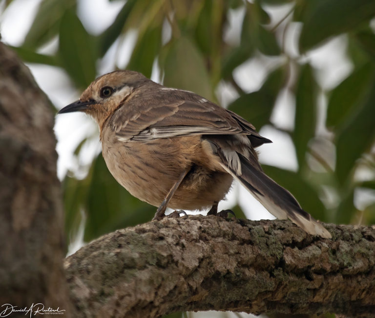 On The Road - Albatrossity - Brazil 2013 - week 2 2