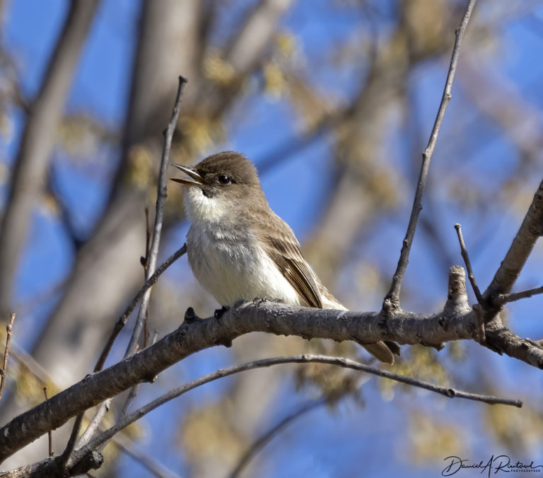 On The Road - Albatrossity - Spring 2021 in Flyover Country - week 2 6