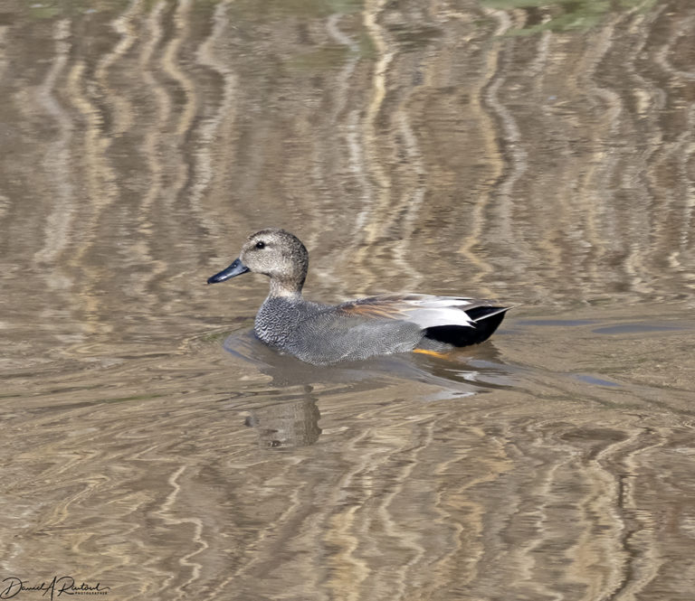 On The Road - Albatrossity - Spring 2021 in Flyover Country - week 2 3