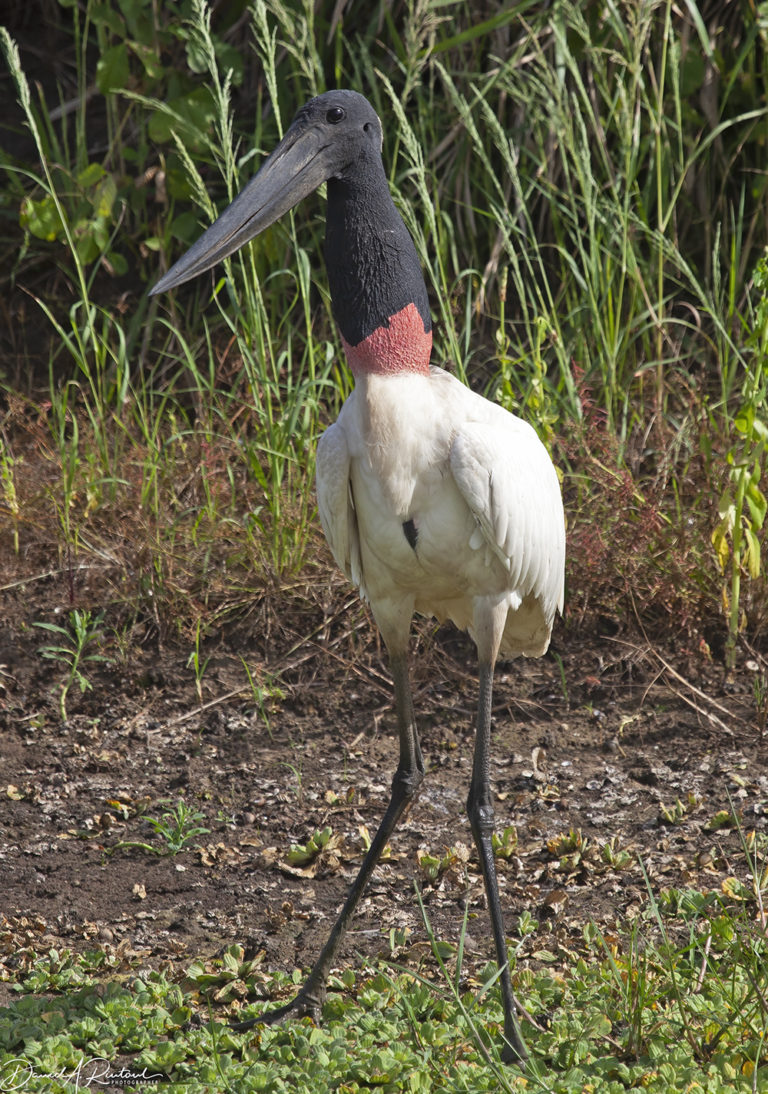 On The Road - Albatrossity - Brazil 2013 - week 2 6