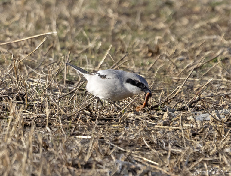 On The Road - Albatrossity - Spring 2021 in Flyover Country - week 2 4