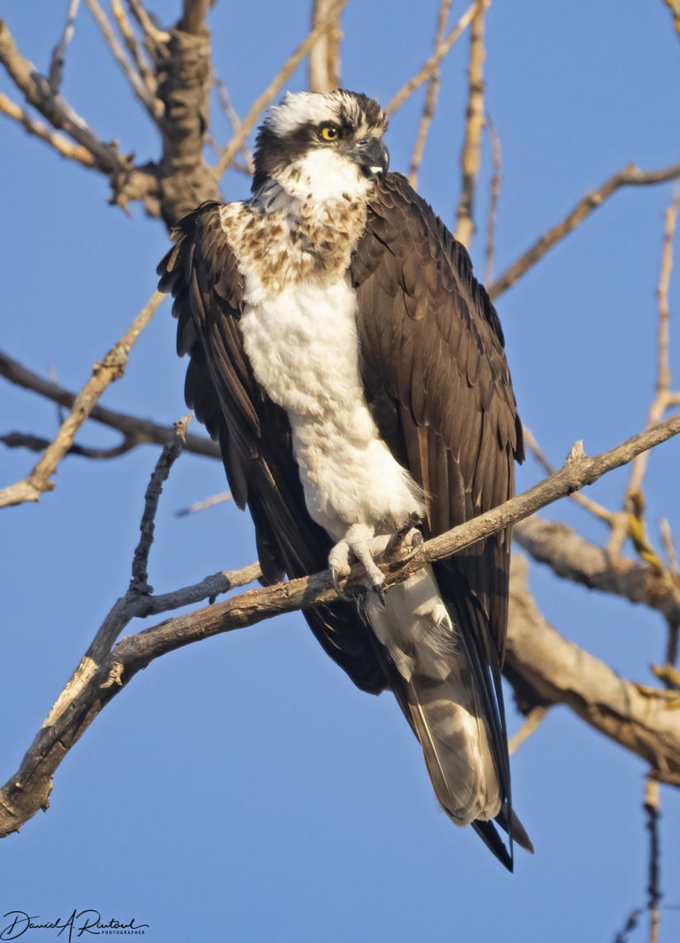 On The Road - Albatrossity - Spring 2021 in Flyover Country - #1 3