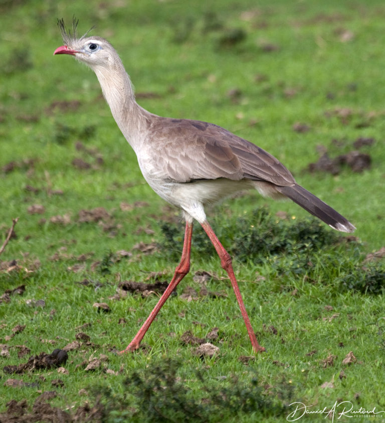 On The Road - Albatrossity - Brazil 2013 - week 1 1