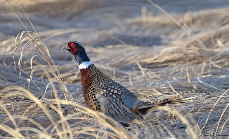 On The Road - Albatrossity - Spring 2021 in Flyover Country - week 2 7