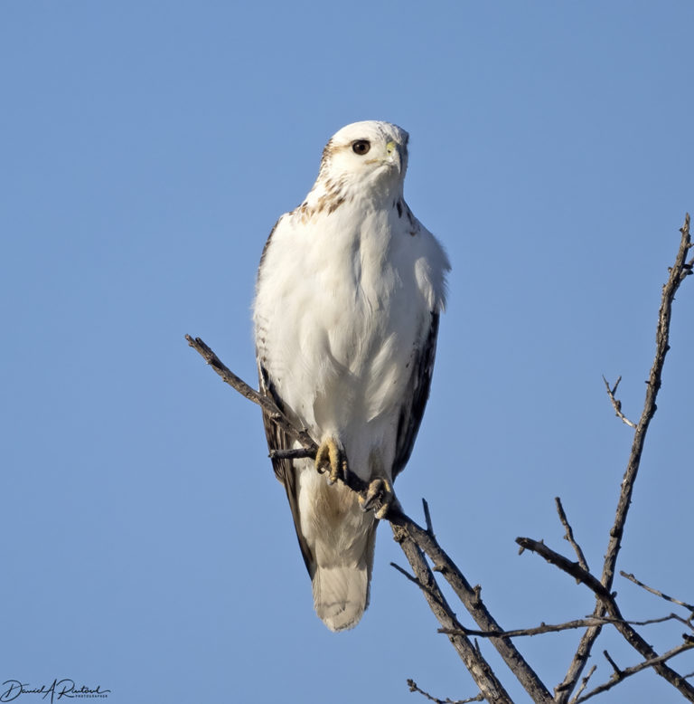 On The Road - Albatrossity - Spring 2021 in Flyover Country - #1 7